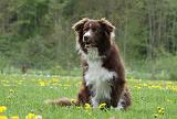 BORDER COLLIE 1007